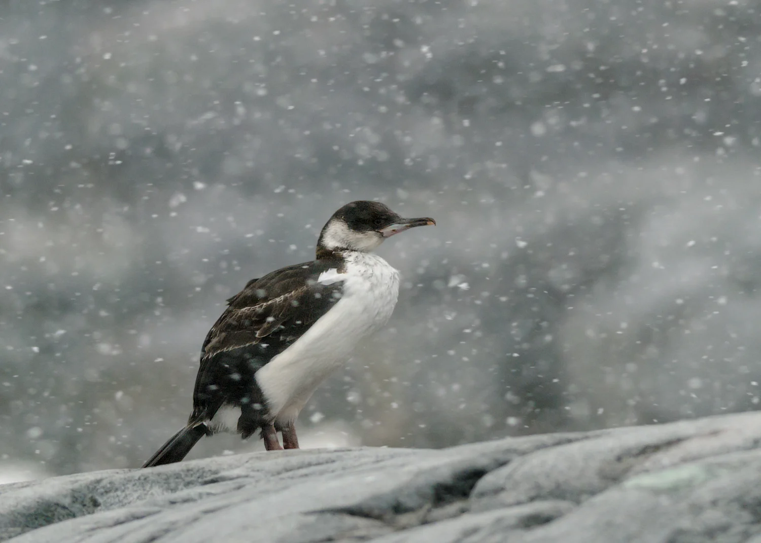 Blue-eyed Shag - Booth Island, Antarctica - Feb. 21, 2007