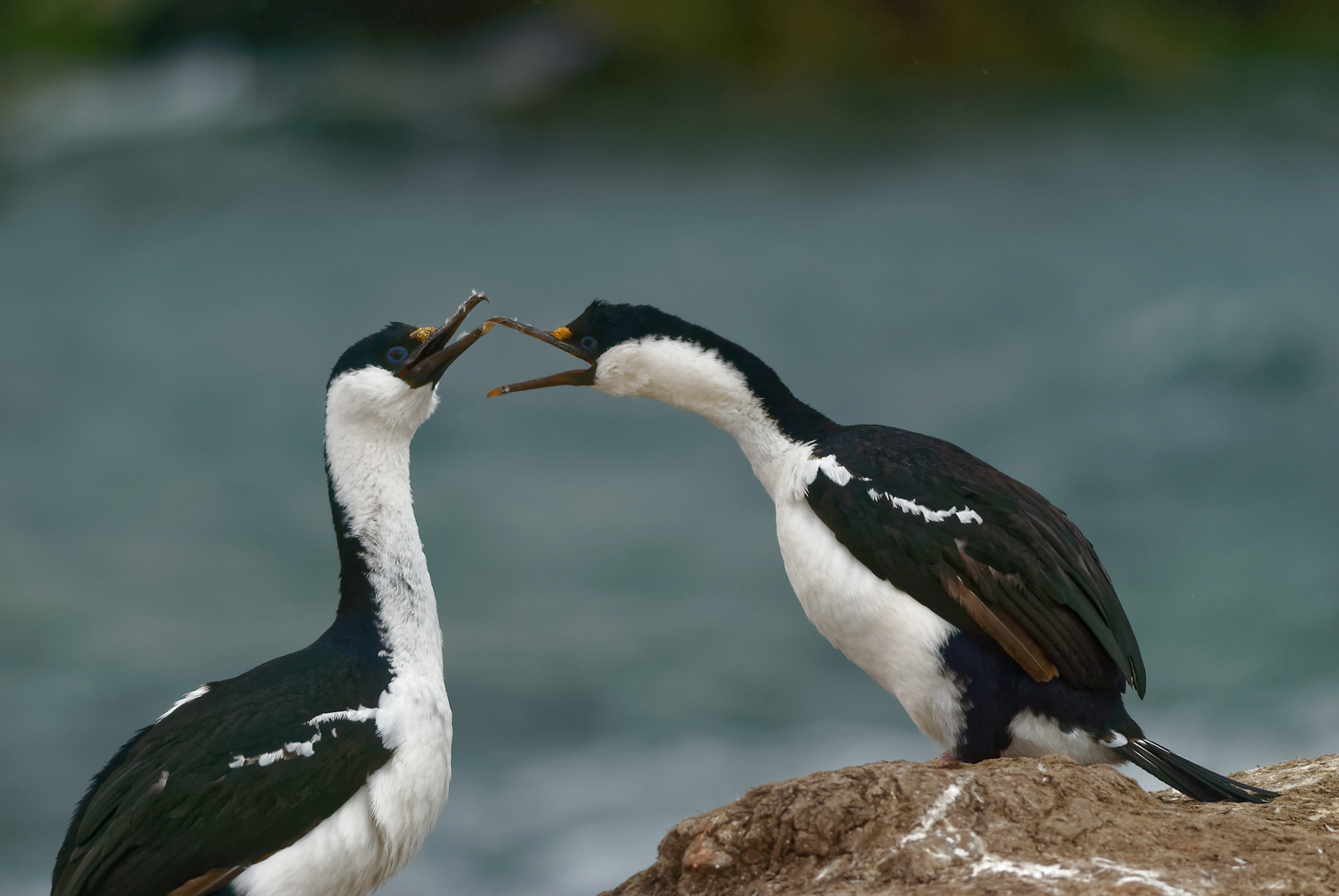 Blue-eyed Shag - Petermann Island, Antarctica - Feb. 21, 2007
