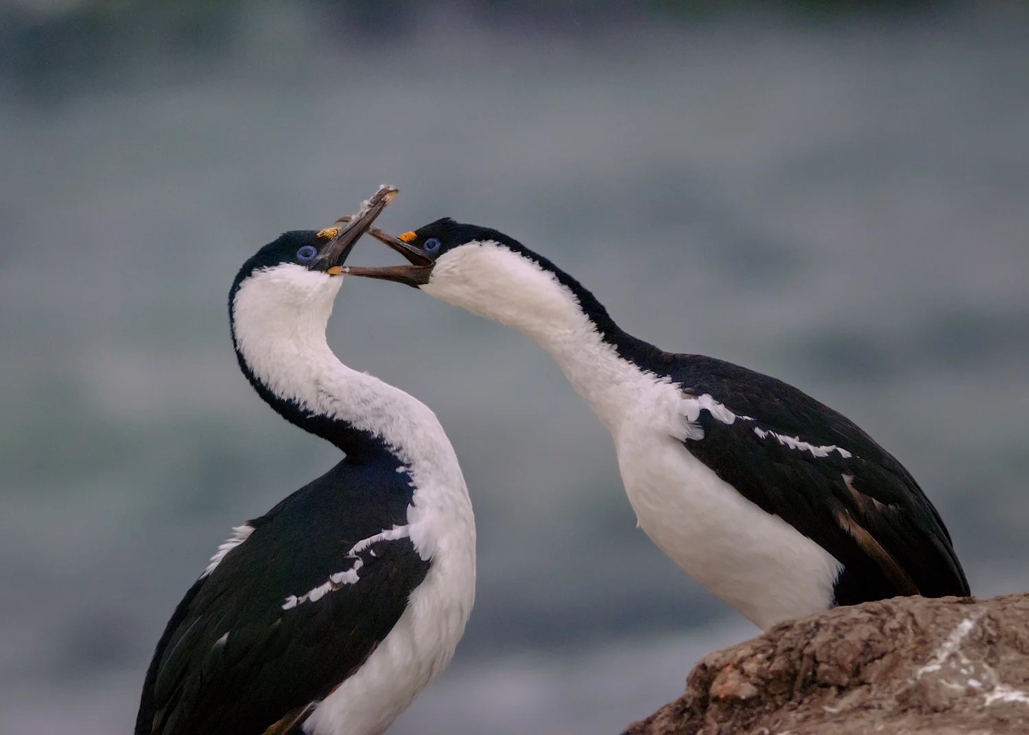 Blue-eyed Shag - Petermann Island, Antarctica - Feb. 21, 2007