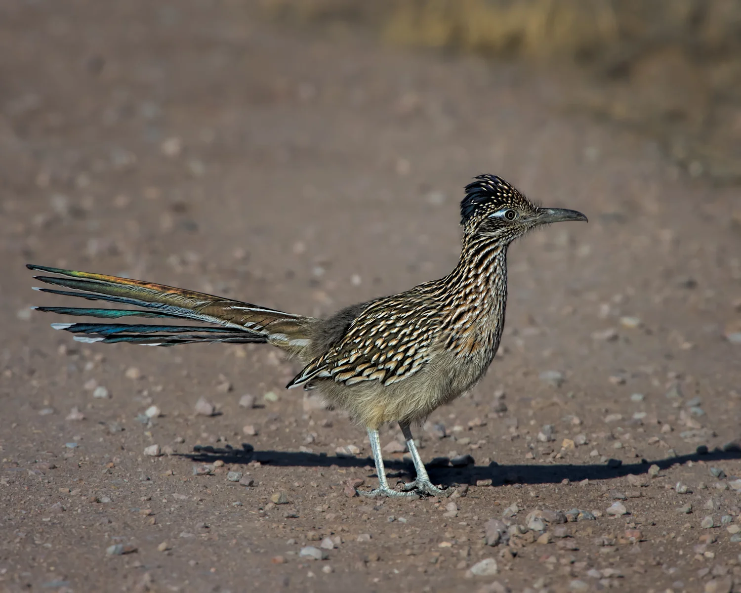 Greater Roadrunner, Bosque del Apache NWR, Nov. 2015