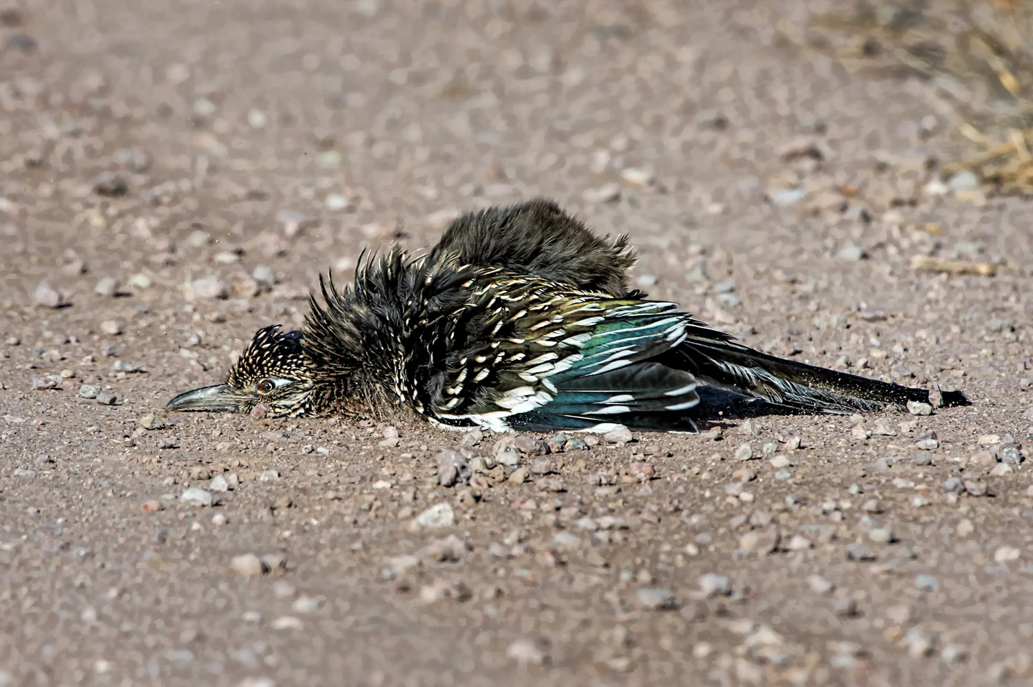 Greater Roadrunner, Bosque del Apache NWR, Nov. 2015