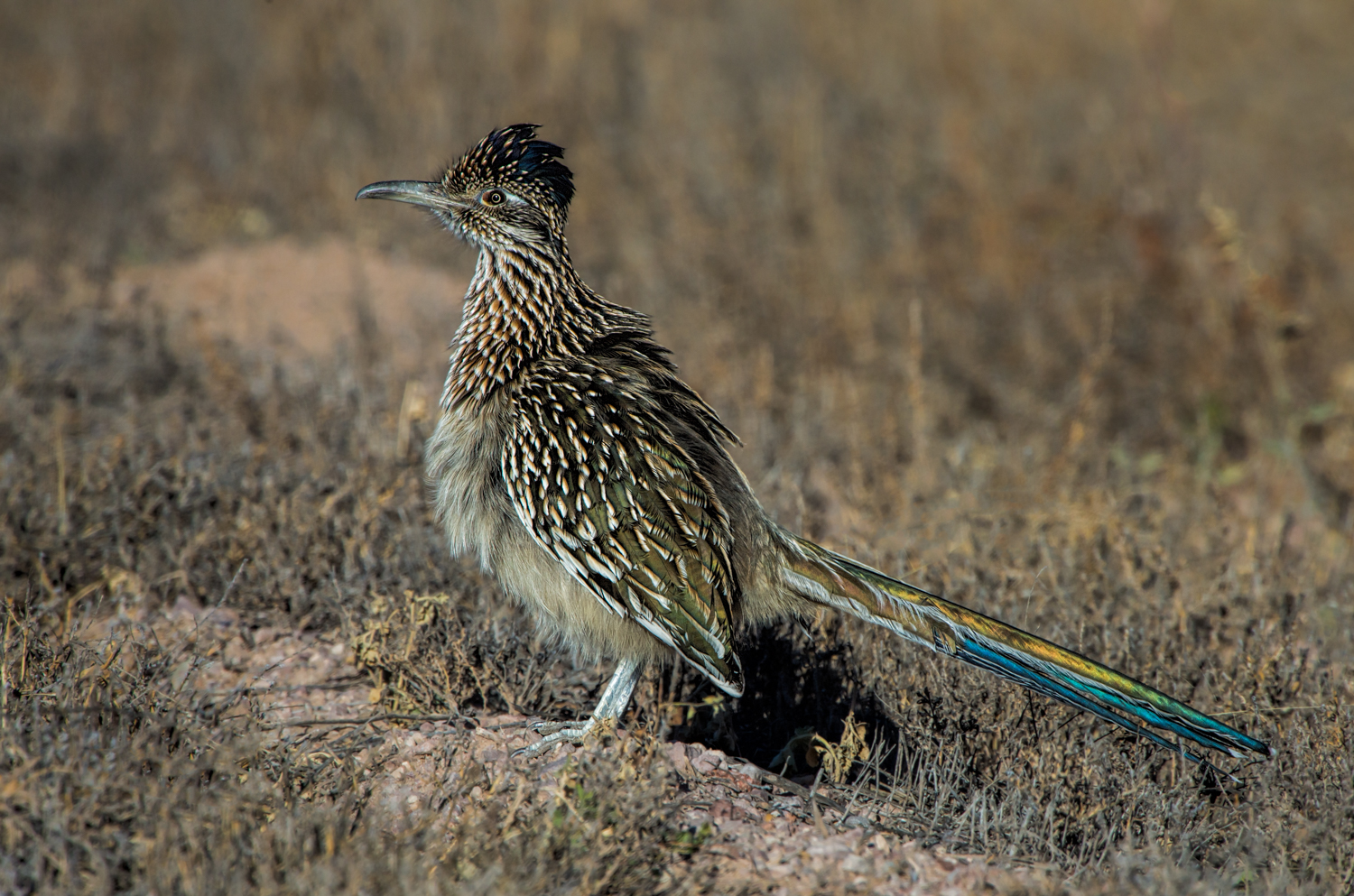 Greater Roadrunner - Bosque del Apache NWR, Nov. 2015
