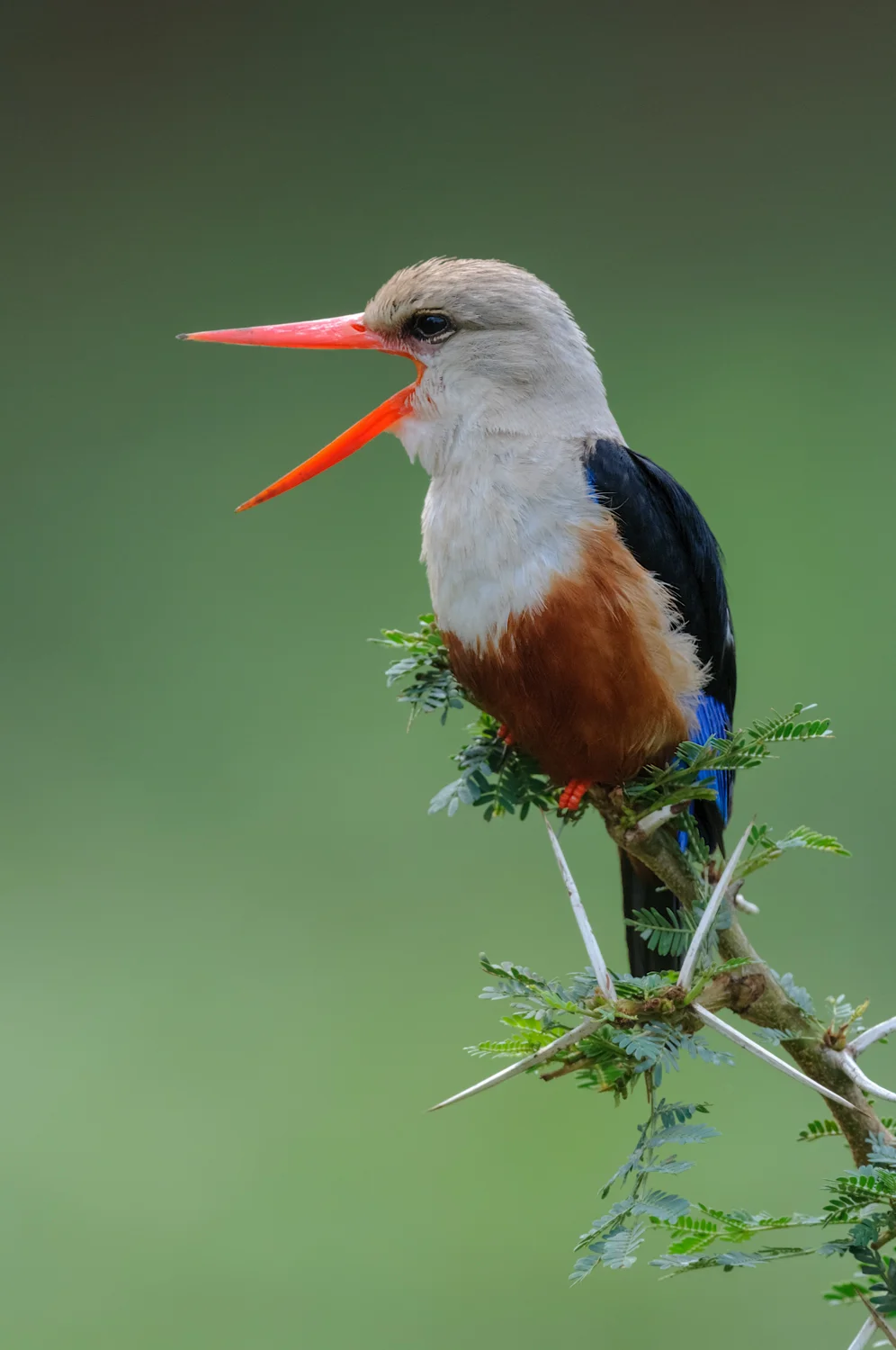 Grey-headed Kingfisher (H alcyon leucocephala ) - Tanzania - Feb. 2011