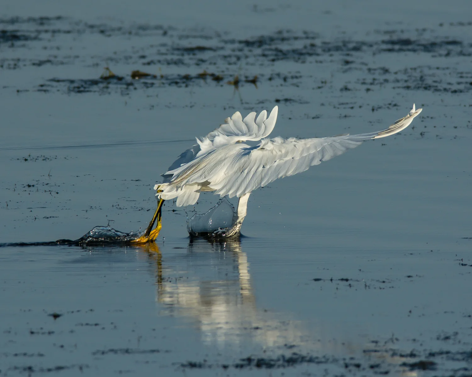 Snowy Egrets: Foot-dragging and Aerial Feeding
