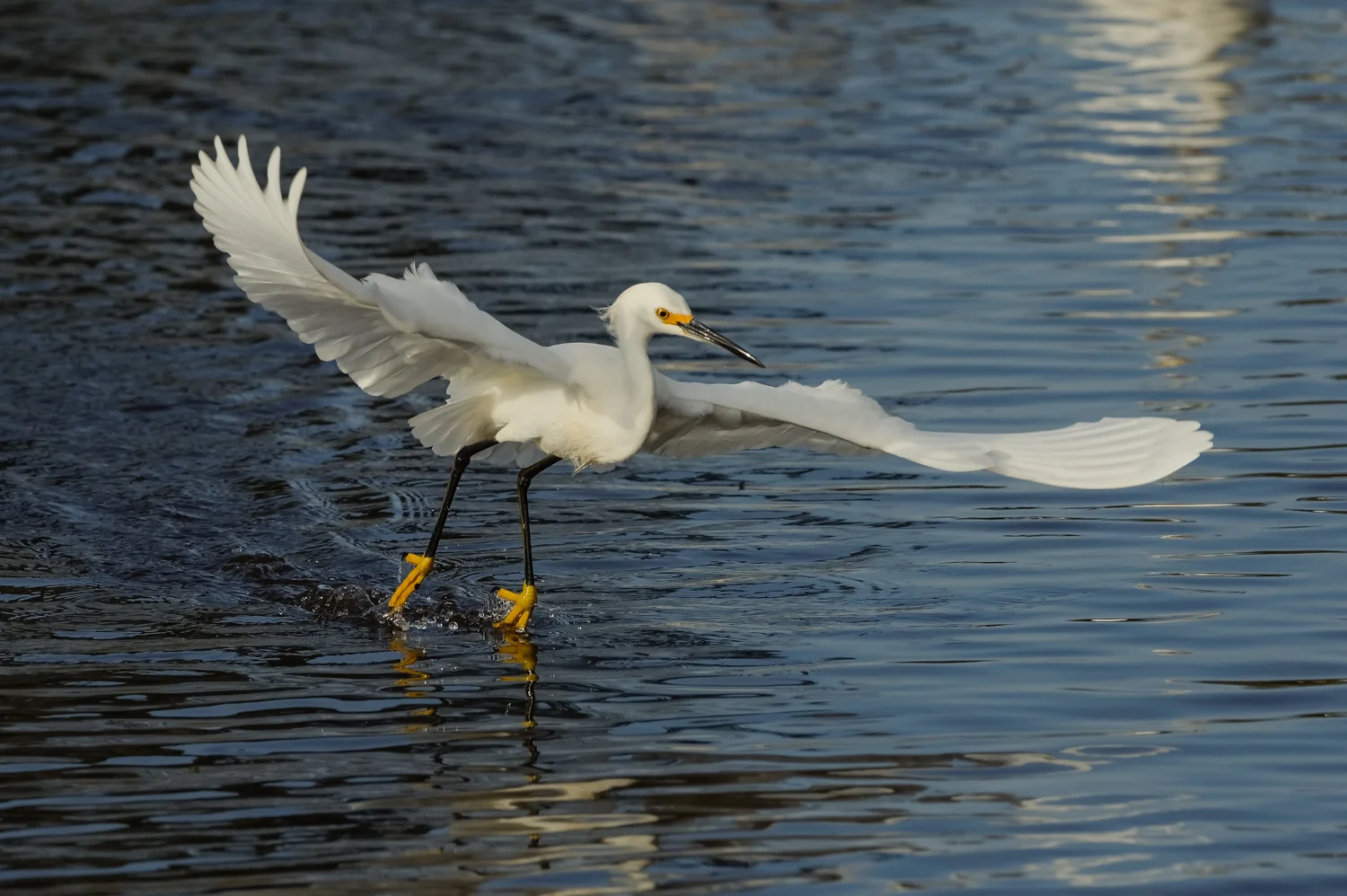 Snowy Egret Foot-dragging, Merritt Island NWR (TX), 2015