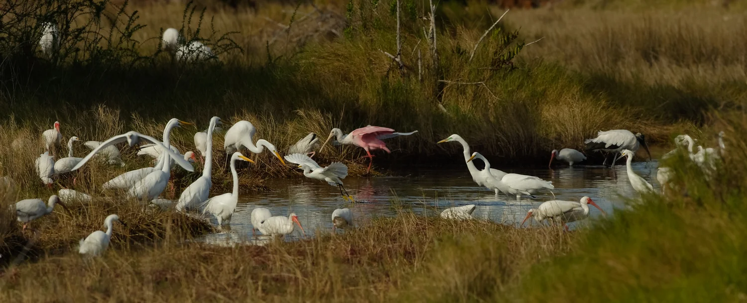 Snowy Egret Foot-dragging, Merritt Island NWR (TX), 2015