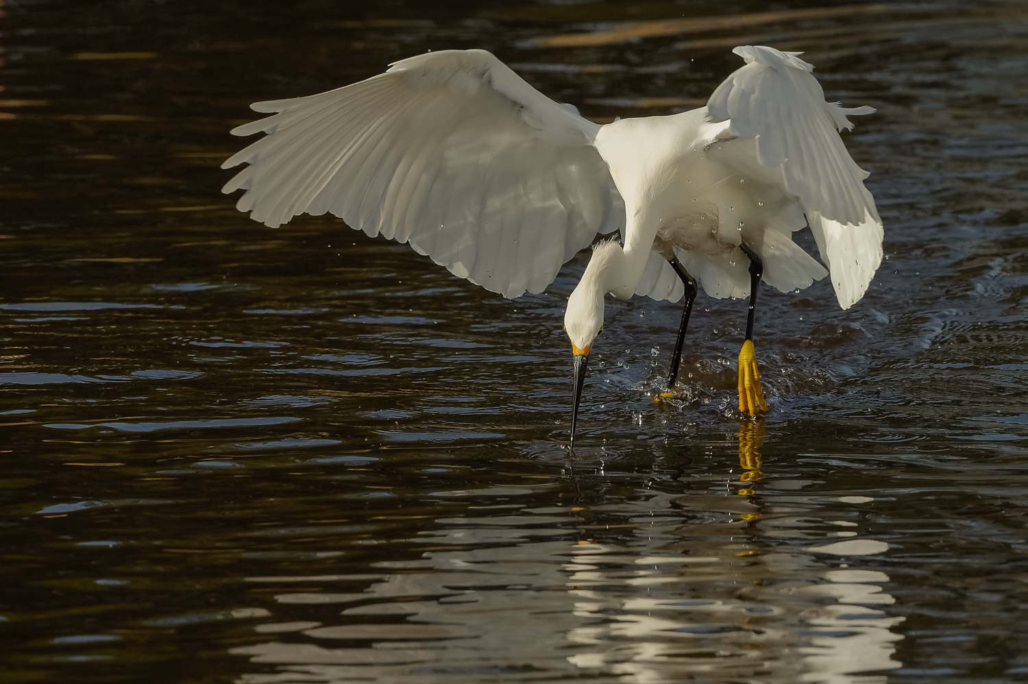 Snowy Egret, Striking while Foot-dragging, Merritt Island NWR (TX), 2015