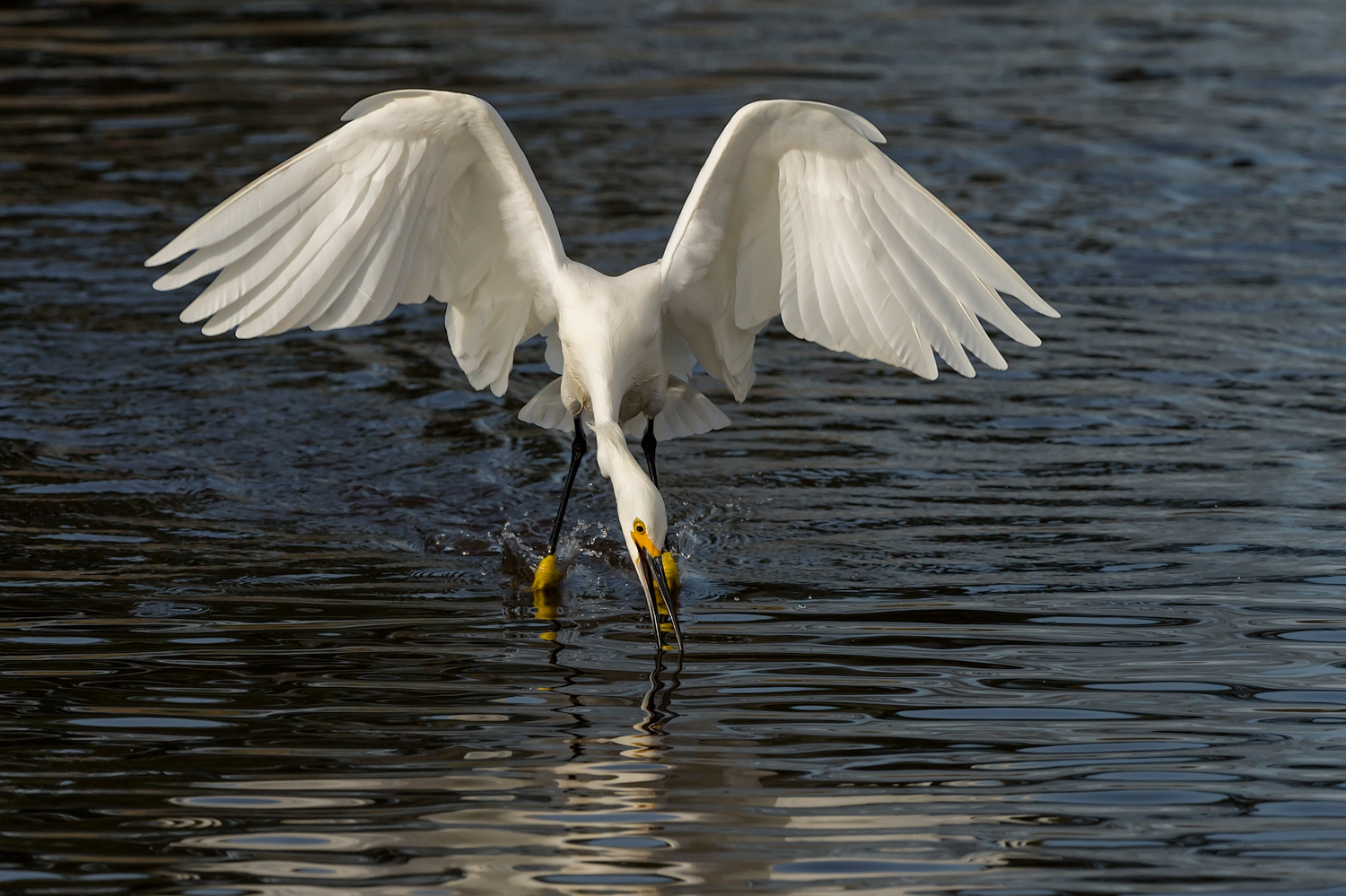Snowy Egret, Striking while Foot-dragging, Merritt Island NWR (TX), 2015