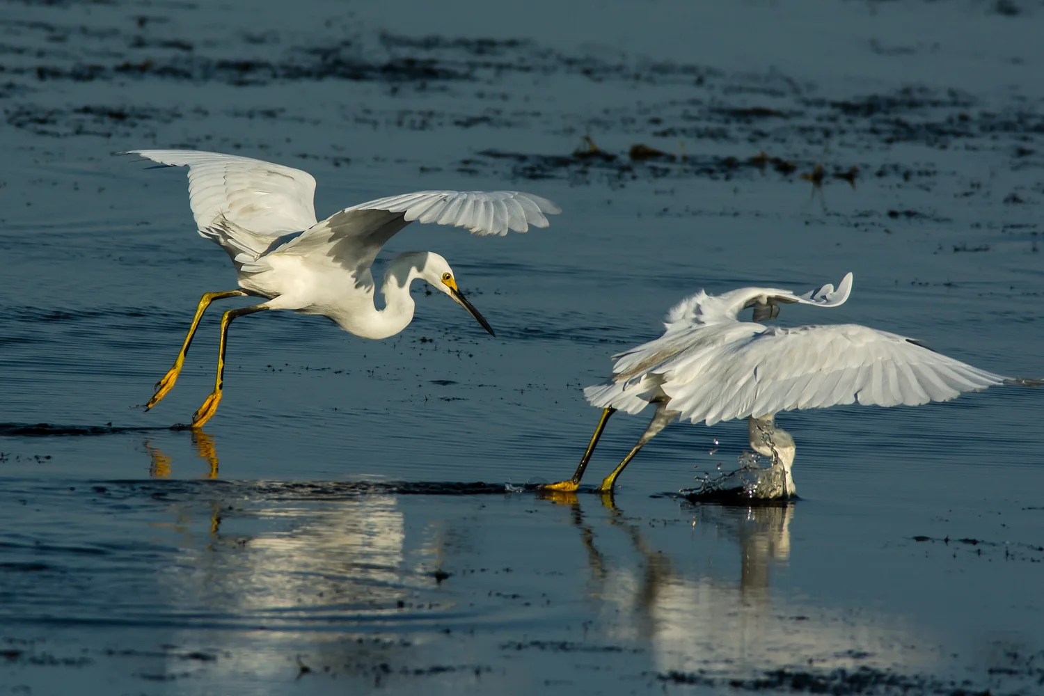 Snowy Egret, Striking while Foot-dragging, Bayou Sauvage NWR (LA), 2013