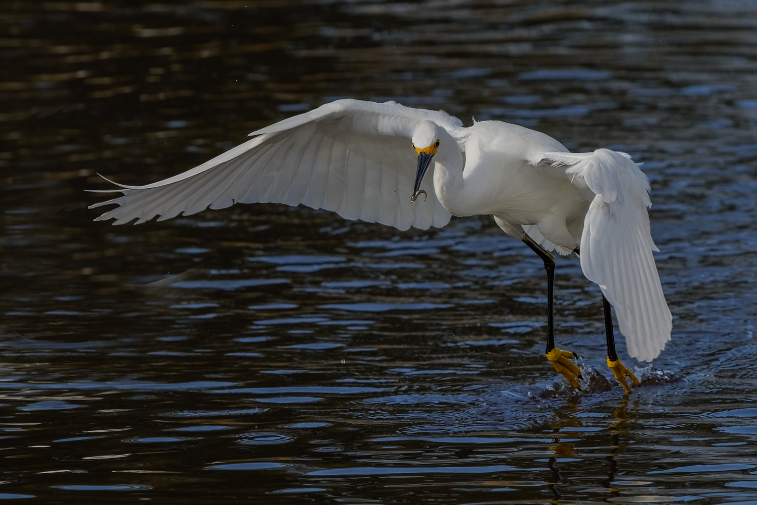 Snowy Egret with minnow captured while foot-dragging, Merritt Island NWR (TX), 2015