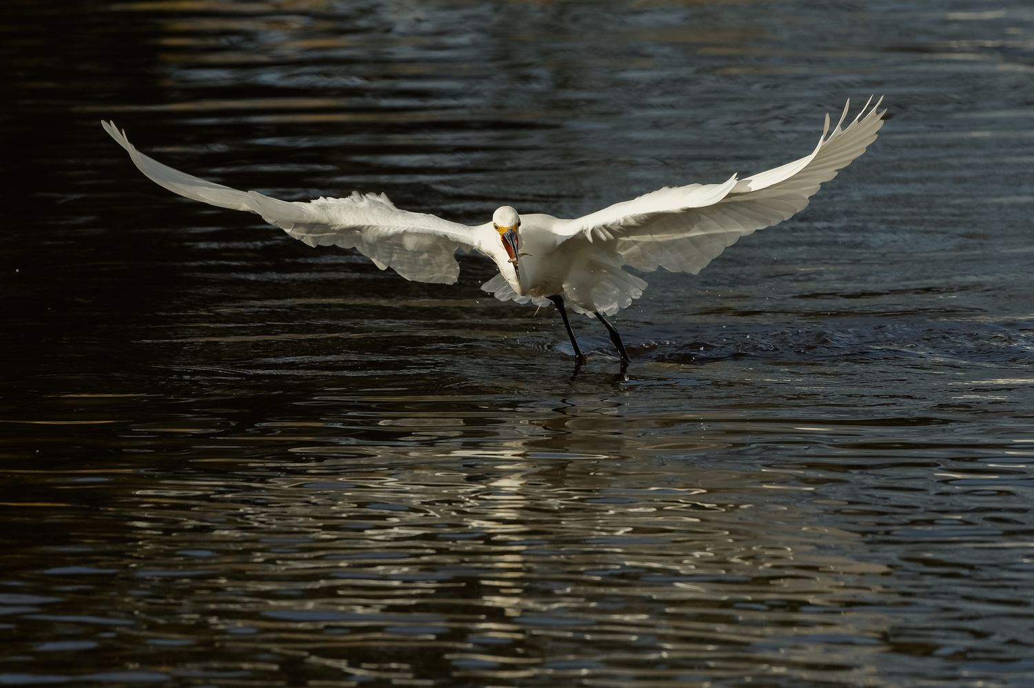 Snowy Egret with minnow captured while foot-dragging, Merritt Island NWR (TX), 2015