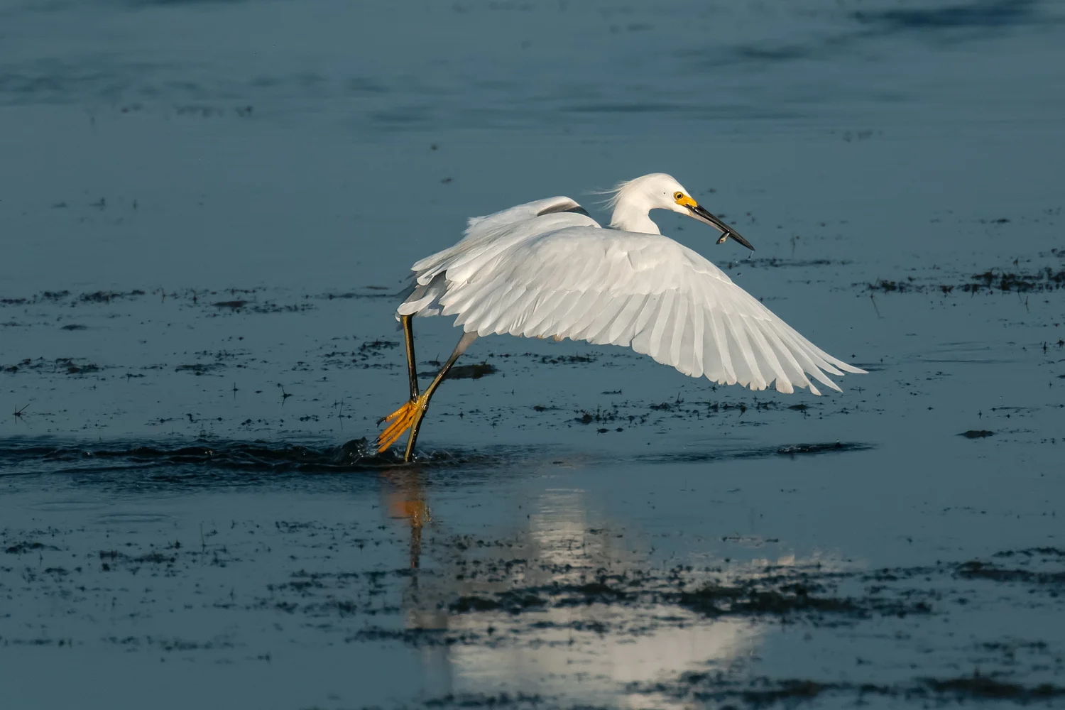Snowy Egret with minnow captured while foot-dragging, Merritt Island NWR (TX), 2015
