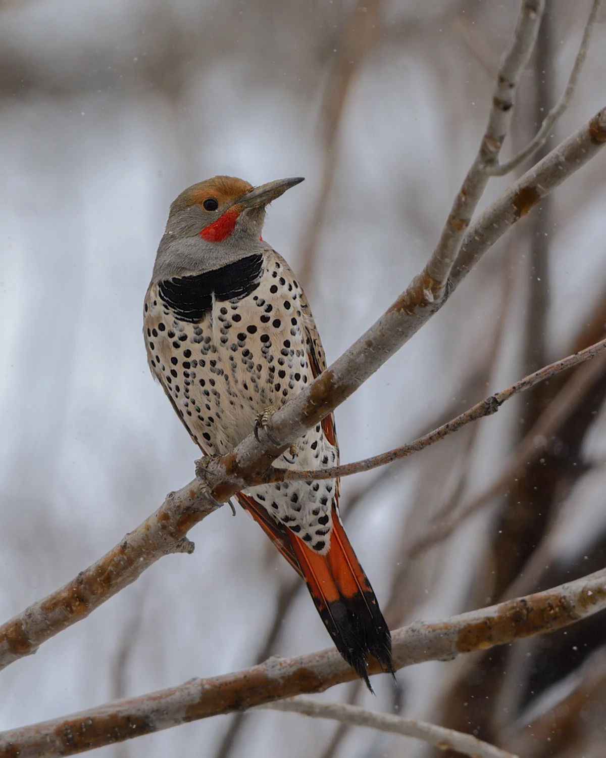 Northern Flicker (Red-shafted), Steamboat Springs area (CO) - 2014