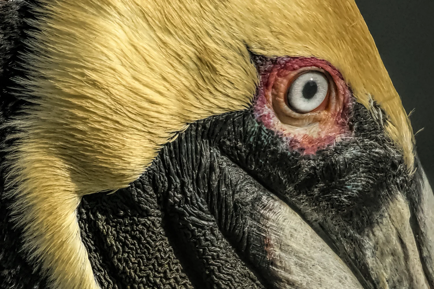Brown Pelican, Pensacola FL - 2017