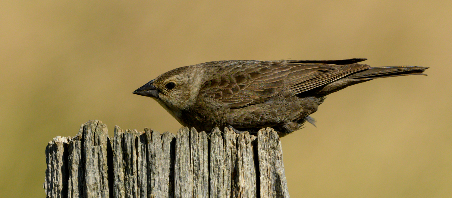 Brown-headed Cowbird, East of Amidon (ND) - 2017