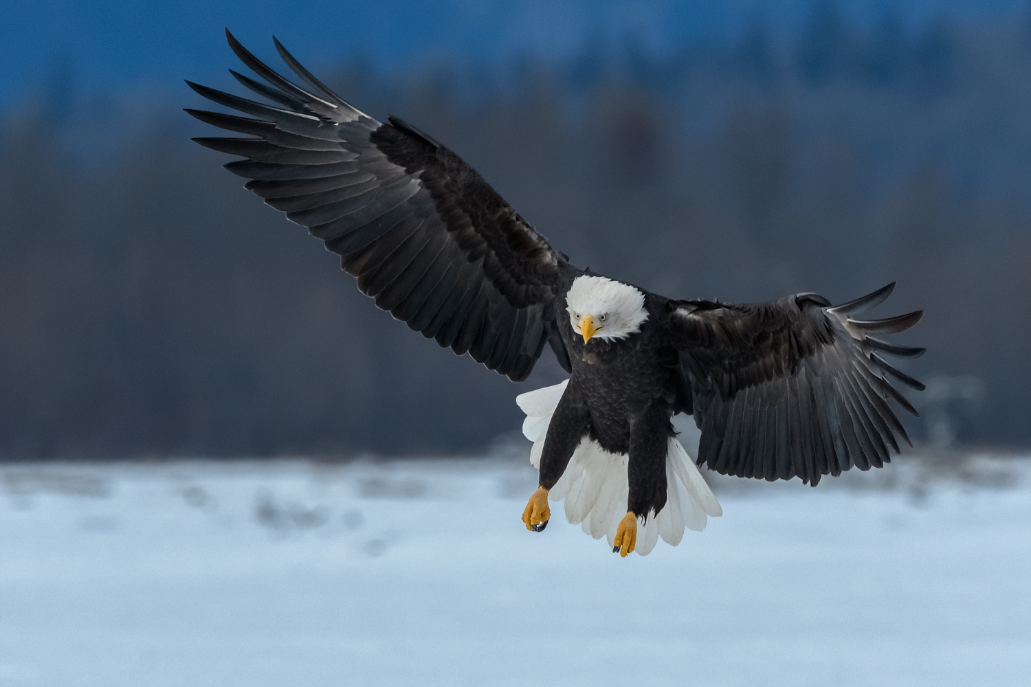 Bald Eagle, Chilkat Bald Eagle Preserve near Haines, AK - Nov. 2017