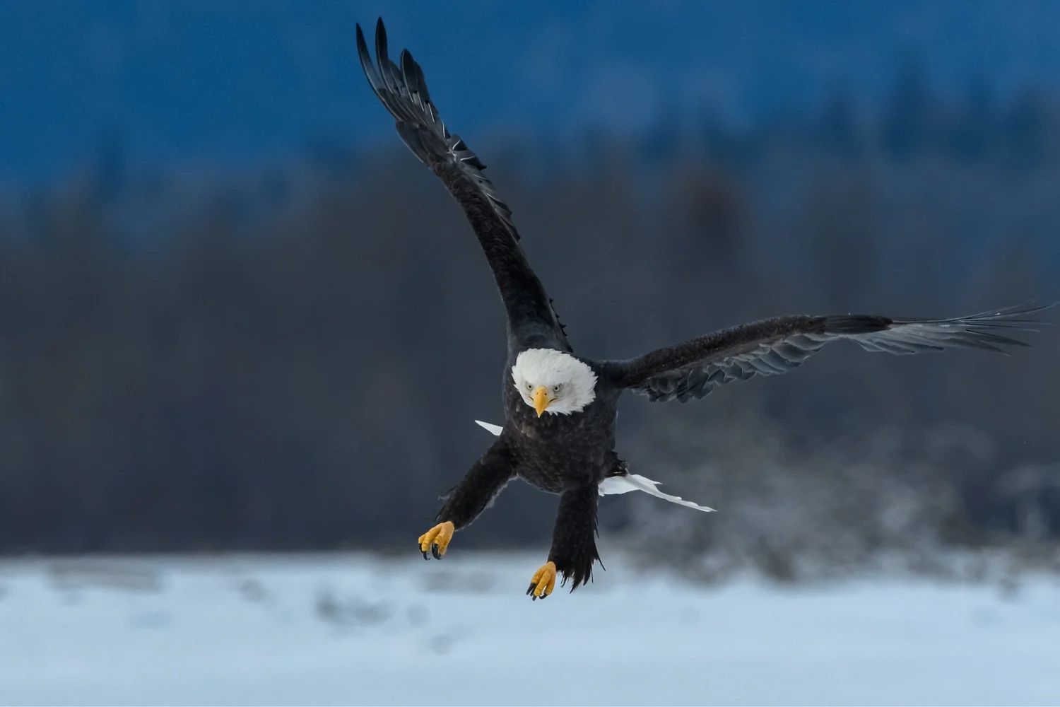 Bald Eagle, Chilkat Bald Eagle Preserve near Haines, AK - Nov. 2017