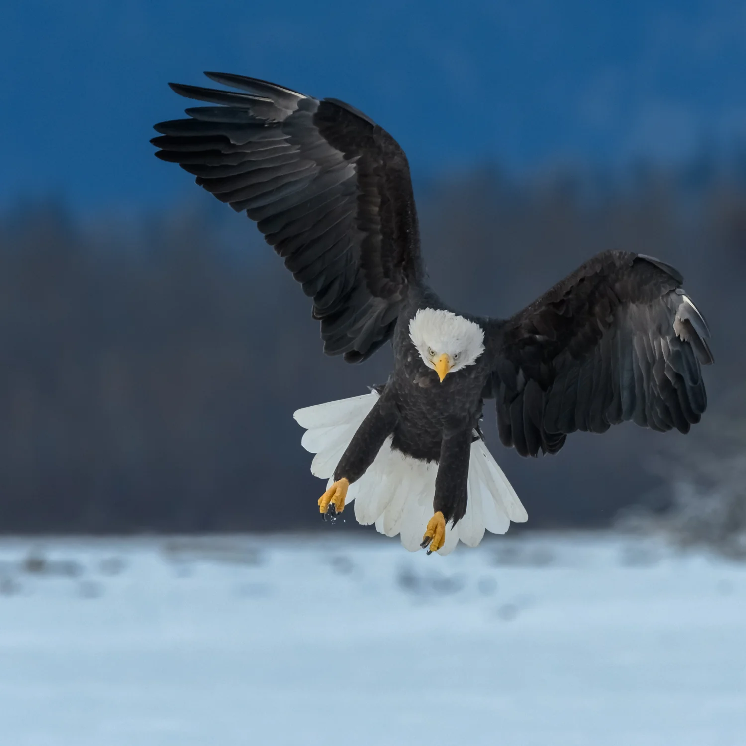 Bald Eagle, Chilkat Bald Eagle Preserve near Haines, AK - Nov. 2017