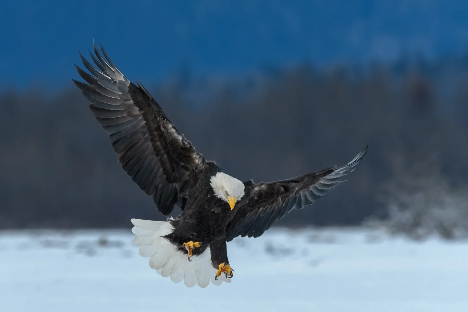 Bald Eagle, Chilkat Bald Eagle Preserve near Haines, AK - Nov. 2017