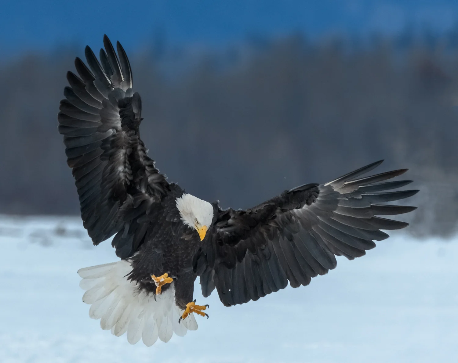 Bald Eagle, Chilkat Bald Eagle Preserve near Haines, AK - Nov. 2017