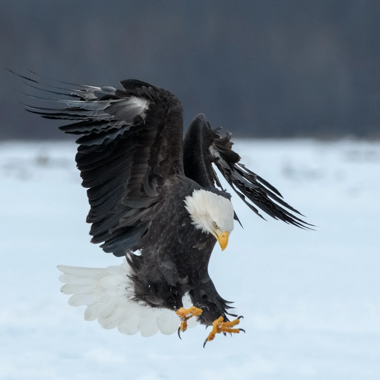 Bald Eagle, Chilkat Bald Eagle Preserve near Haines, AK - Nov. 2017