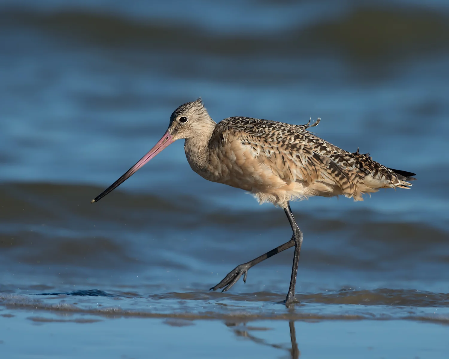 Marbled Godwit, Bolivar Peninsula (TX) - Oct. 2014