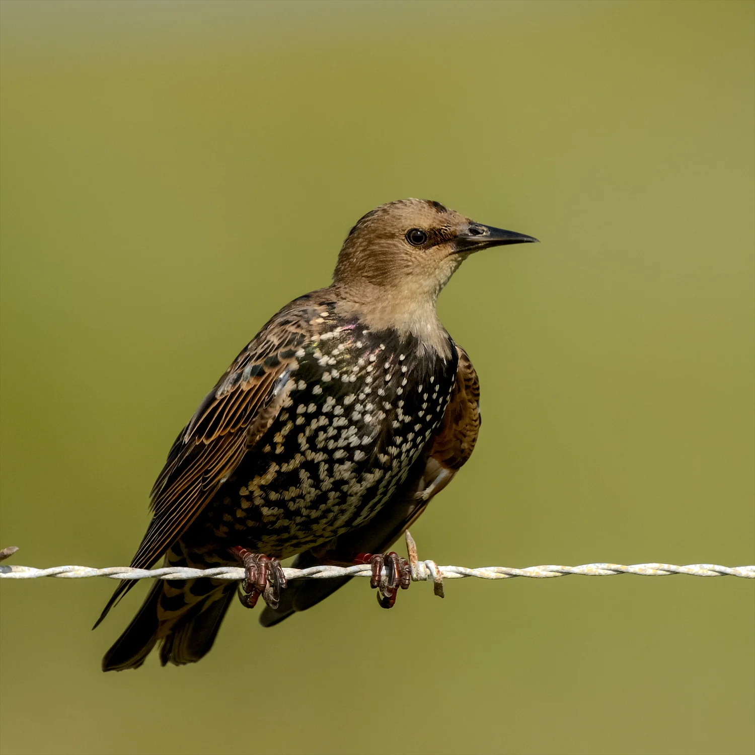 European Starling, Bolivar Peninsula (TX) - Oct. 2014