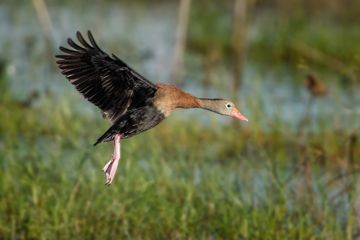 Black-bellied Whistling Duck - Nov. 2015