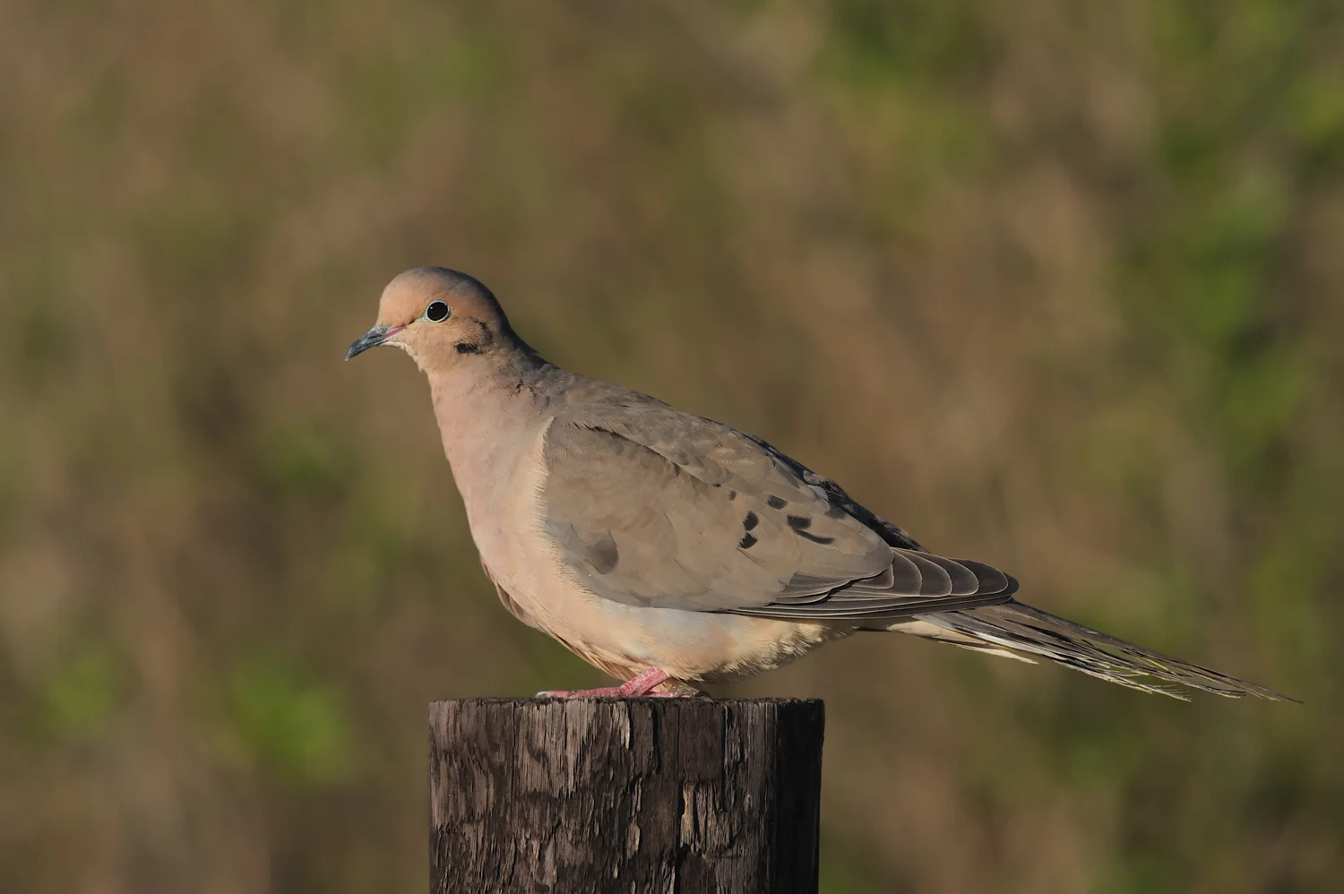 Mourning Dove, Anahuac NWR (TX) - Feb. 2016