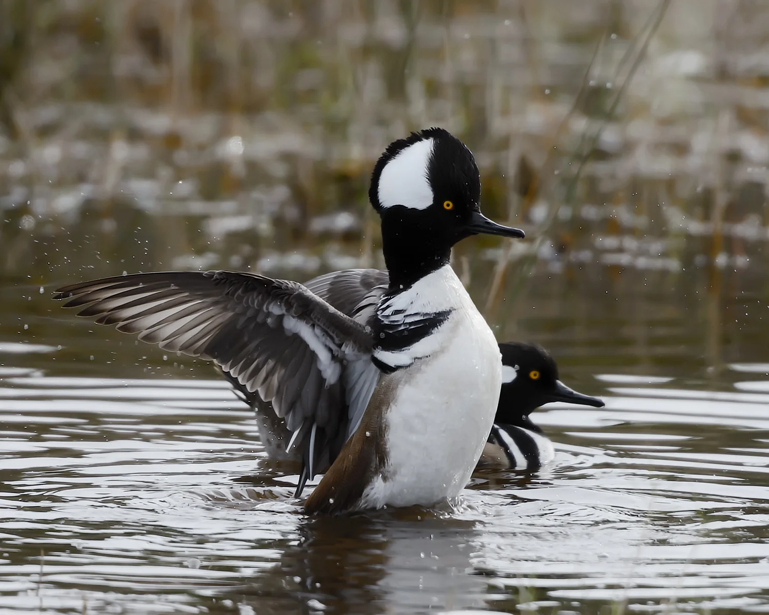 Hooded Merganser, Merritt Island NWR (FL) - Jan. 2016