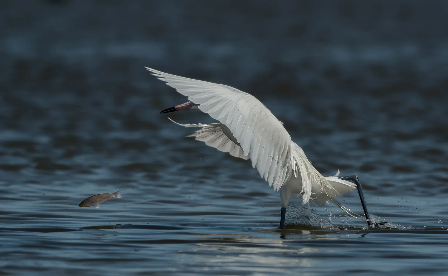 White morph Reddish Egret - Bolivar Peninsula (TX)