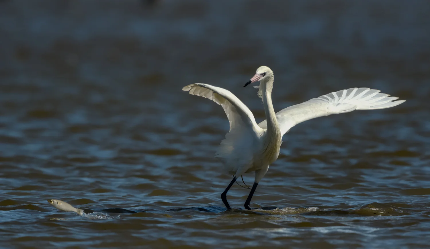 White morph Reddish Egret - Bolivar Peninsula (TX)