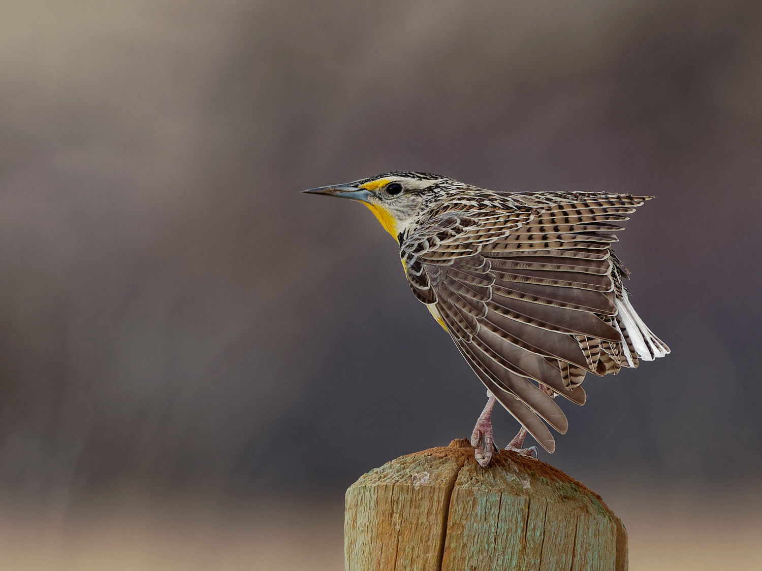 Samples from a Meadowlark Show - One bird, multiple poses. 