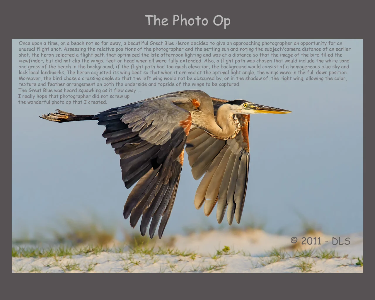 Great Blue Heron photo op - Favorites #8 