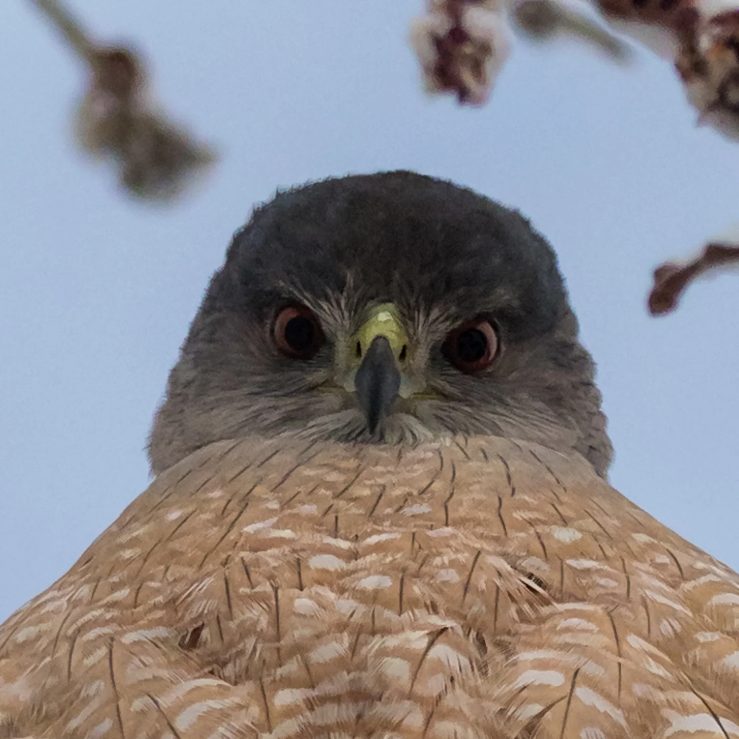 Close-up photo of Cooper's Hawk