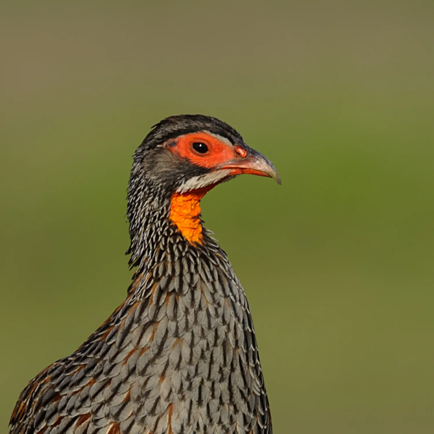 Red-necked Spurfowl, Serengeti National Park, Feb. 2011