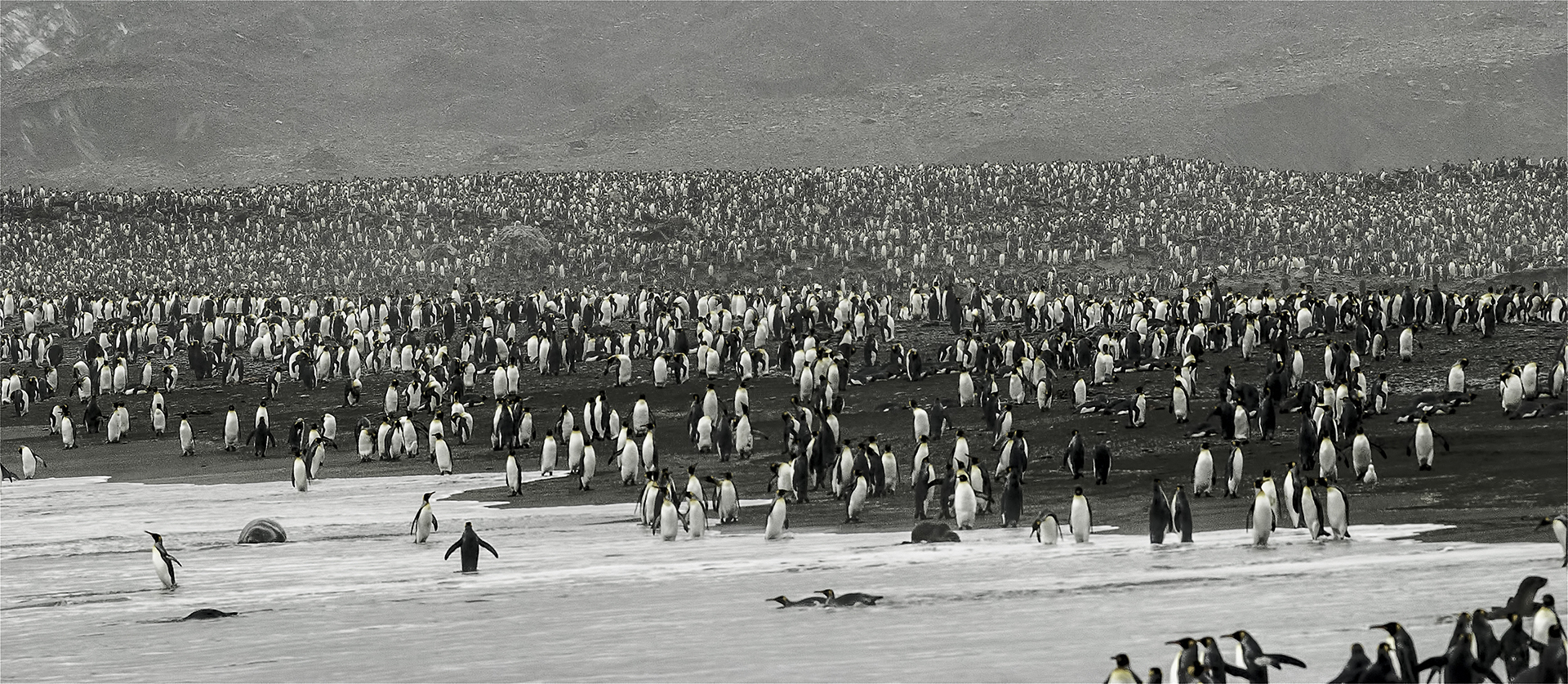 King Penguins - South Georgia