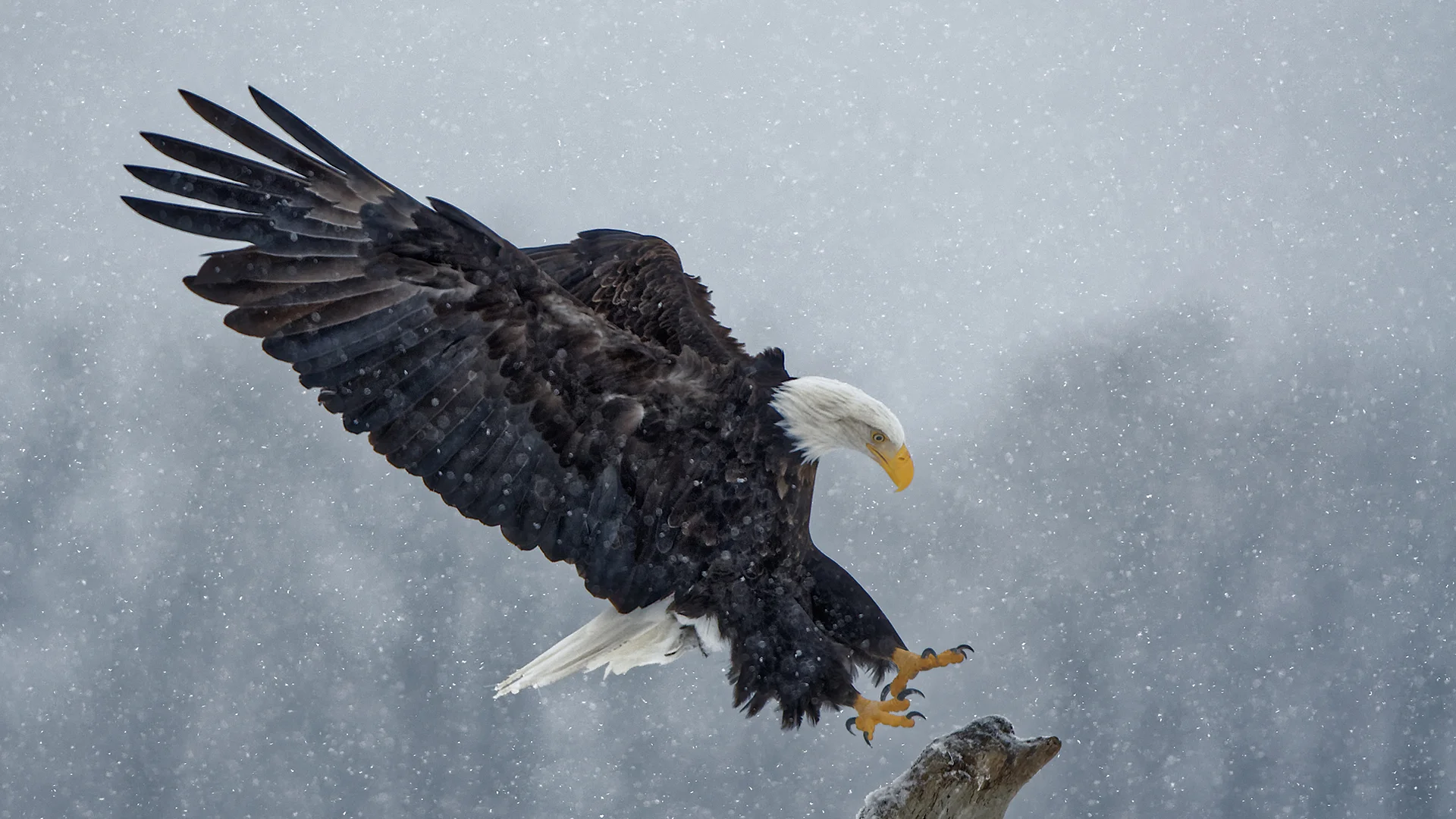 Bald Eagle - Haines, Alaska