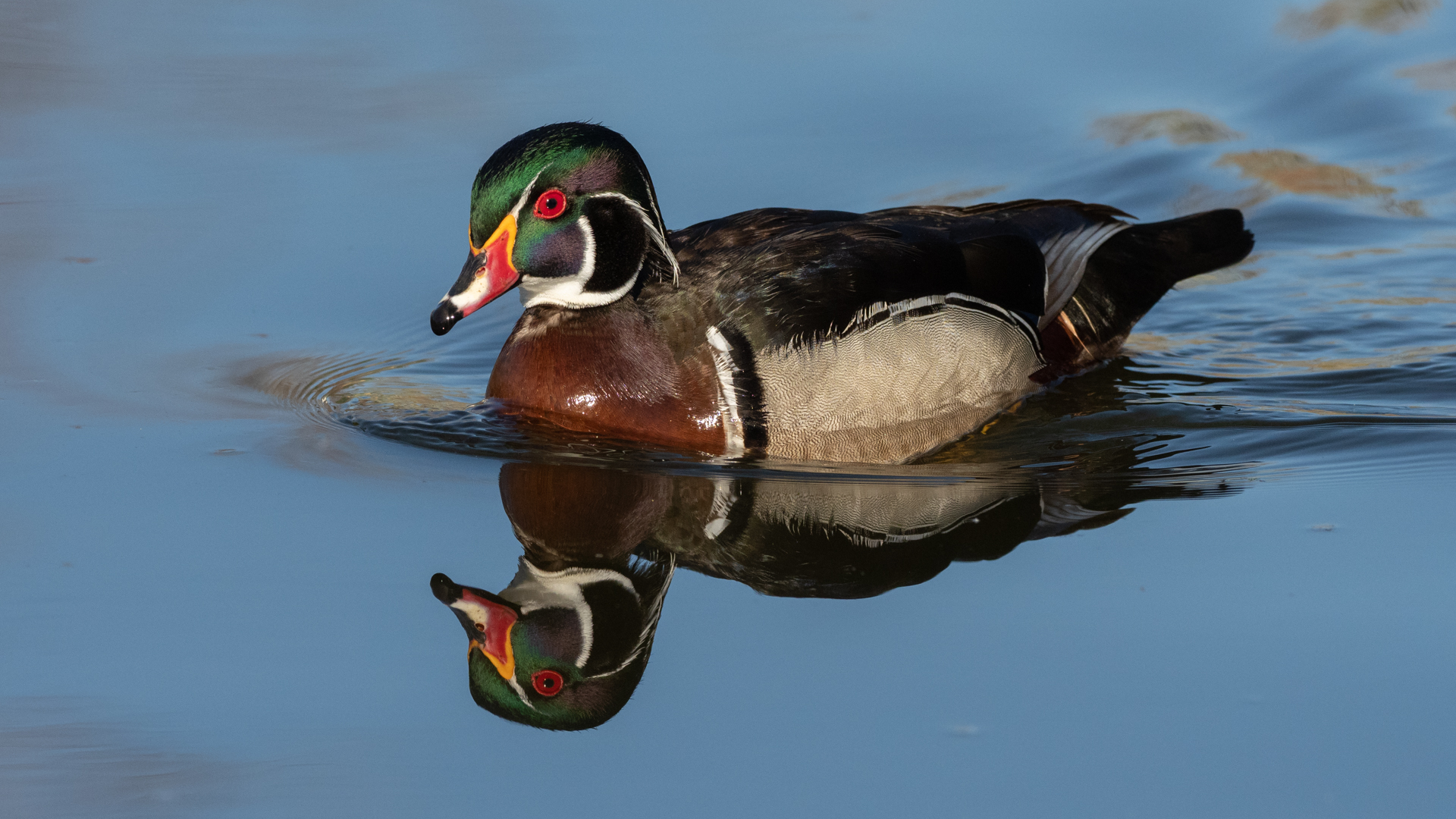 Wood Duck - Sterne Park, Littleton, CO