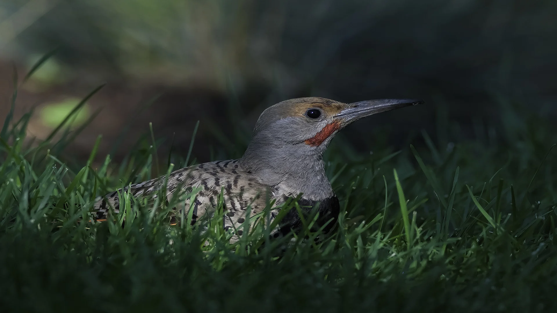 Red-shafted Northern Flicker - University Park, Denver CO