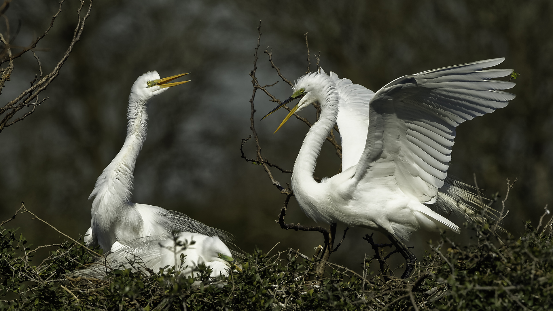 Great Egrets - High Island, TX