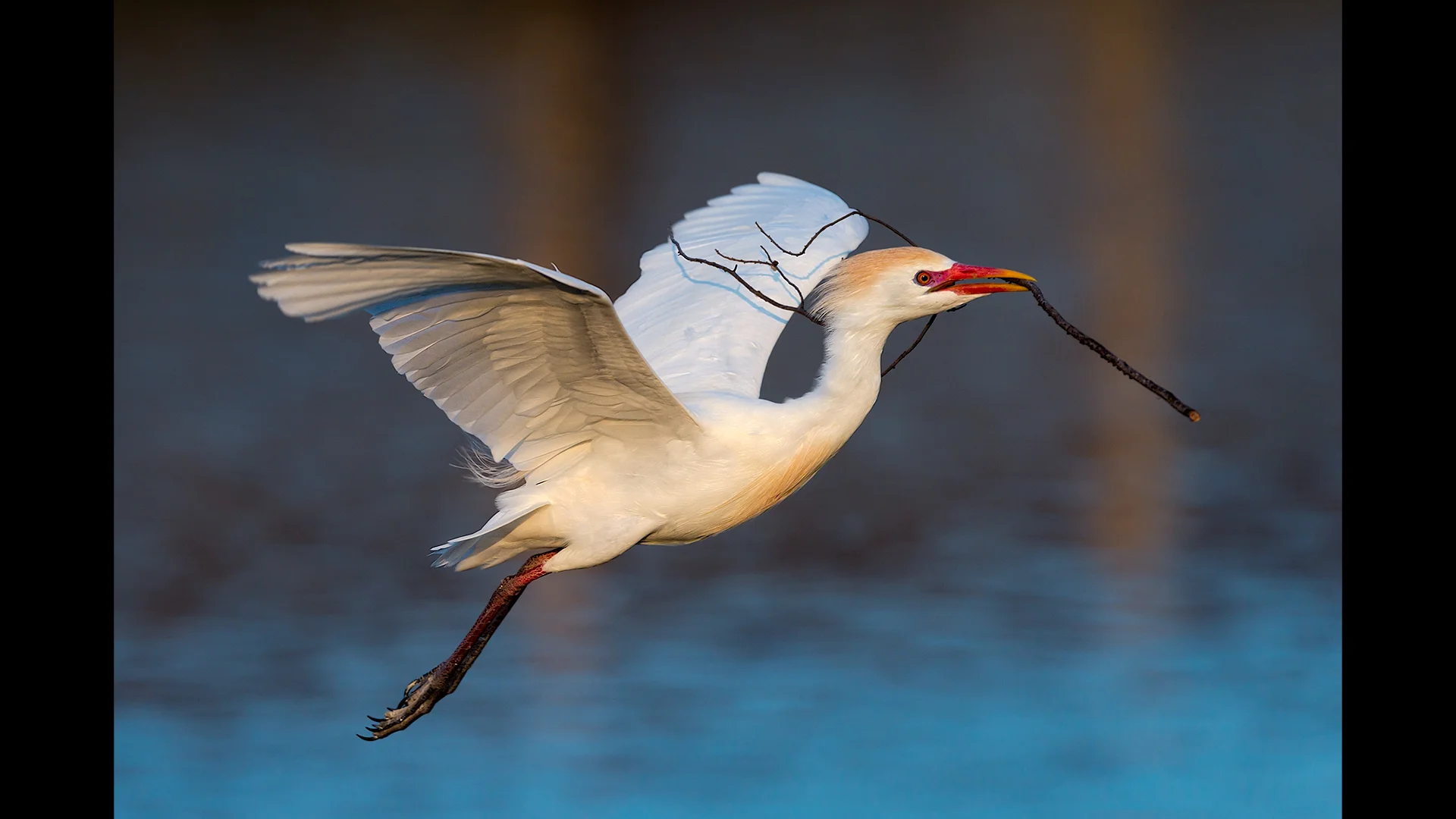 Cattle Egret - Jefferson Island, LA