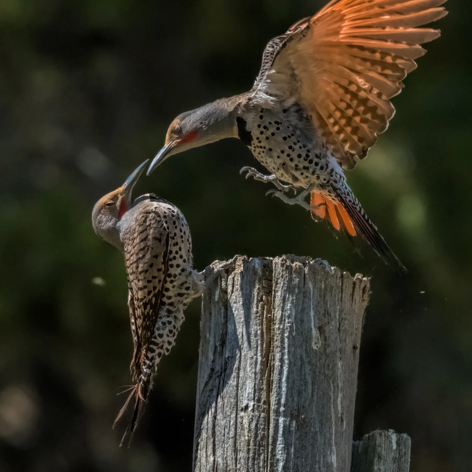 Northern Flickers Performing the "Flicker Dance" 