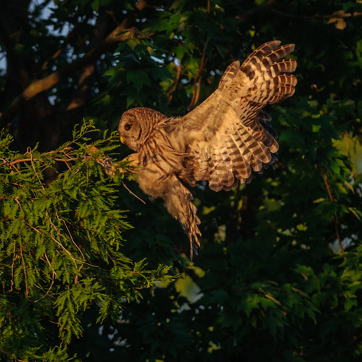 Barred Owl, Lake Blue Cypress, FL - March 2012
