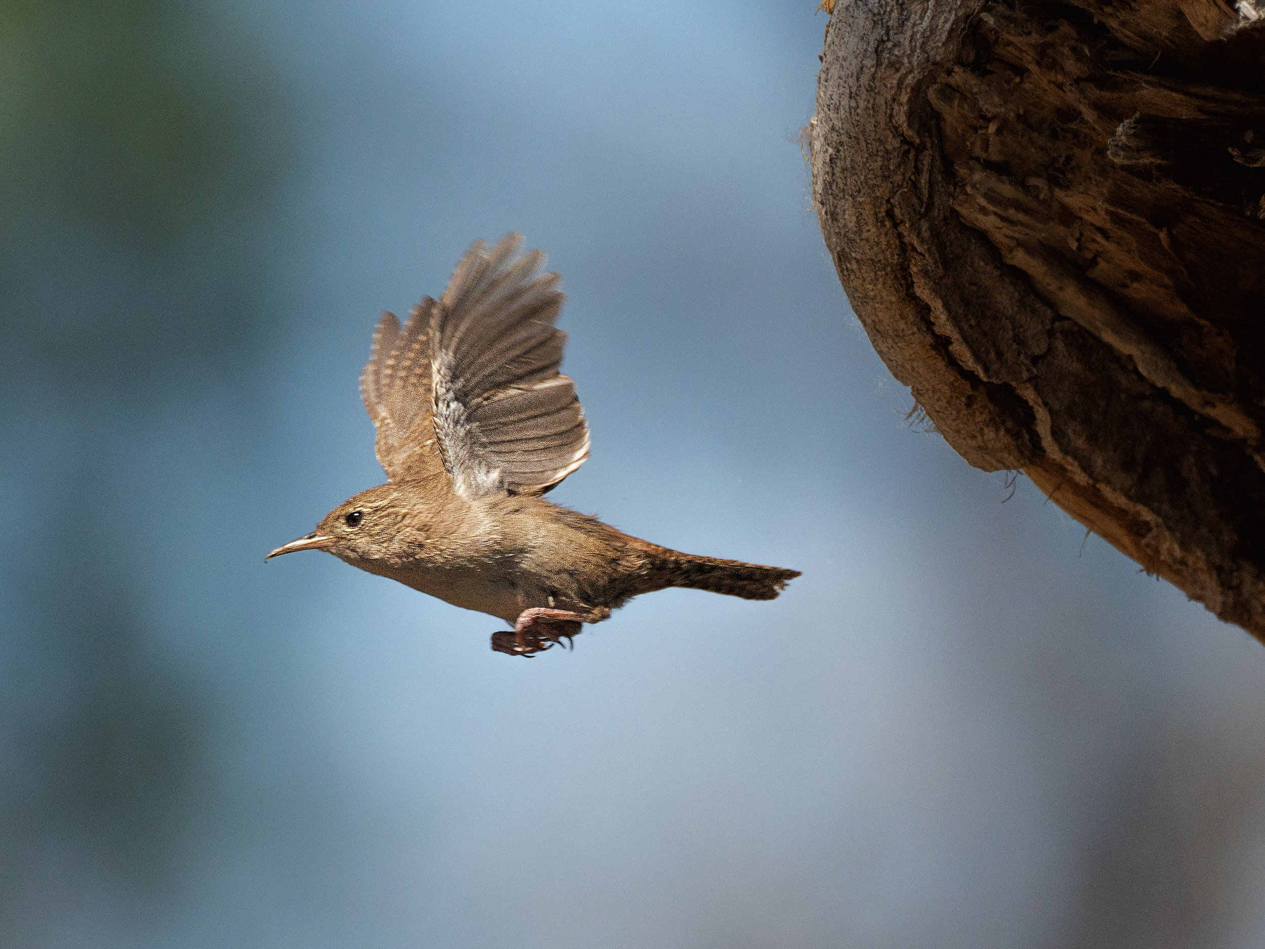 House Wrens Perched and in Flight at Barr Lake State Park (CO) — Glimpses of Our Natural World