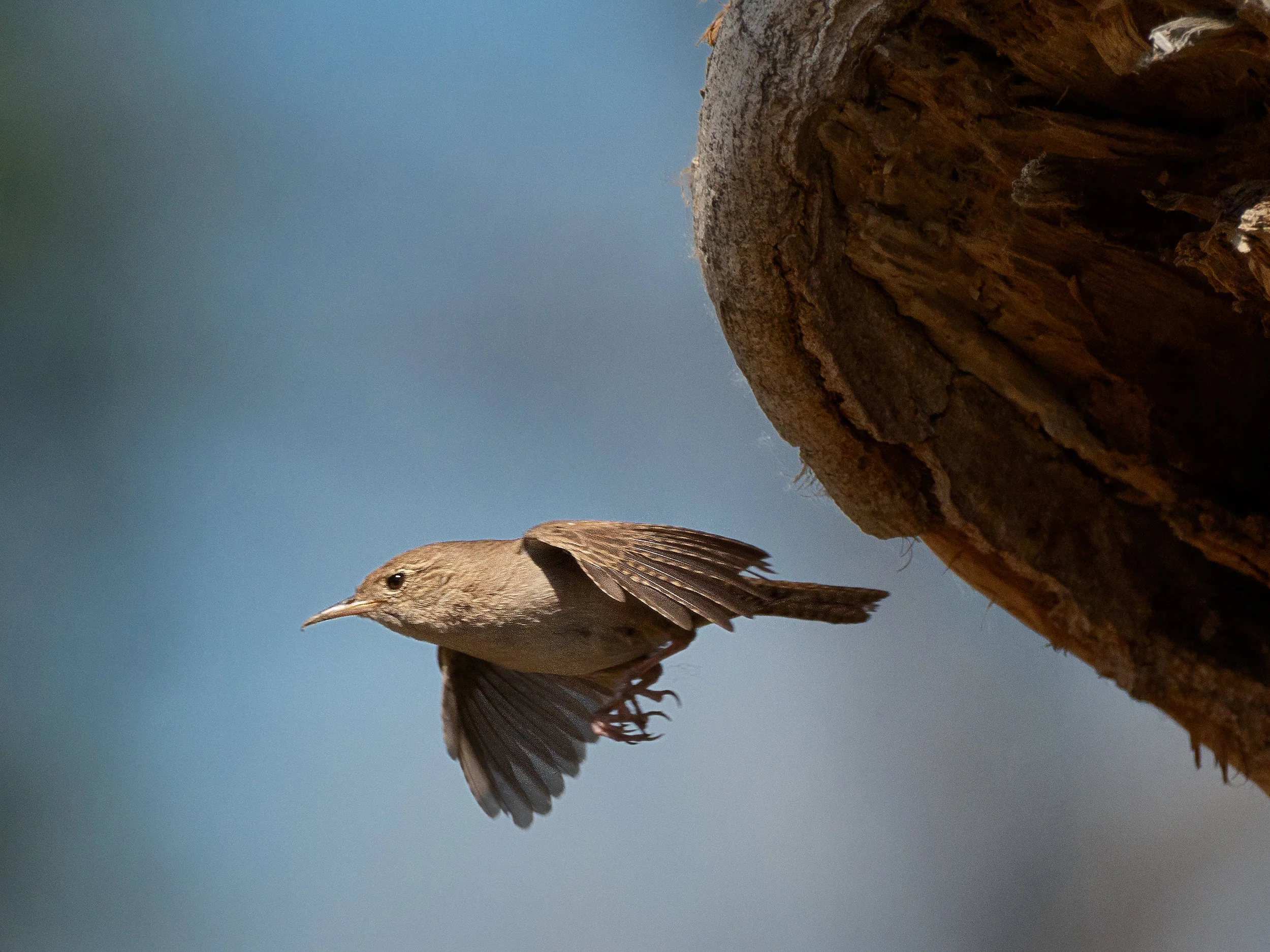 House Wrens Perched and in Flight at Barr Lake State Park (CO)