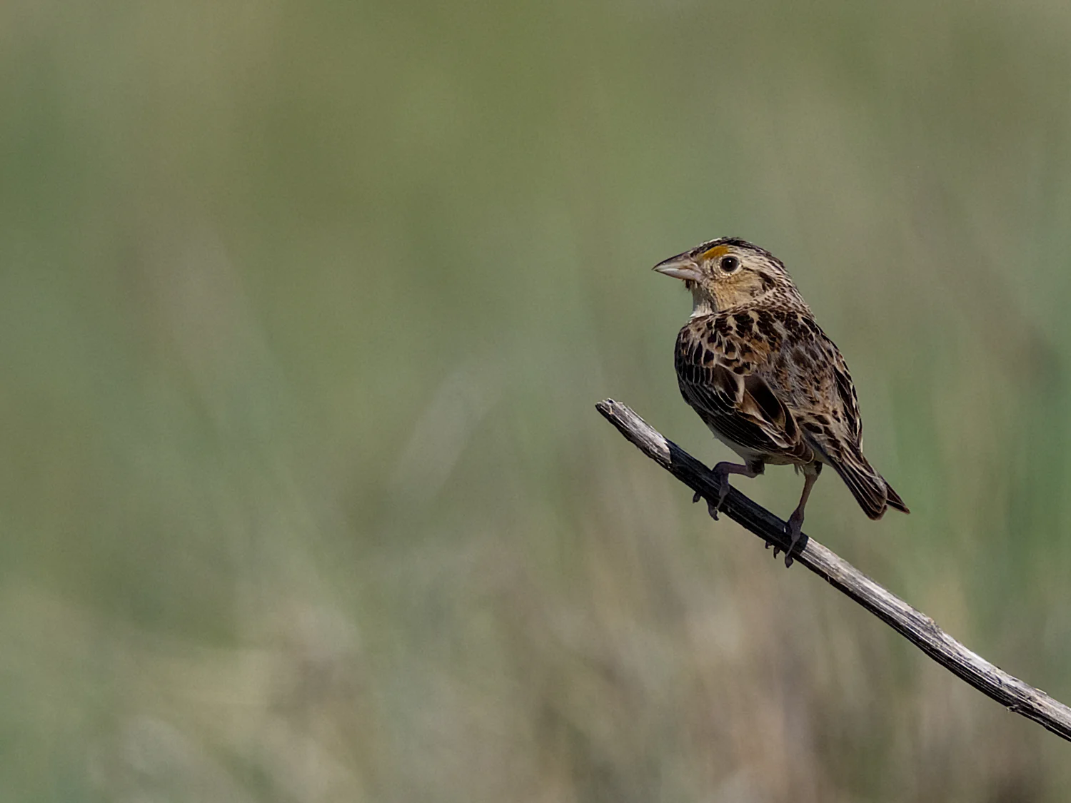 Pawnee National Grassland - Grasshopper Sparrow (Ammodramus savannarum)