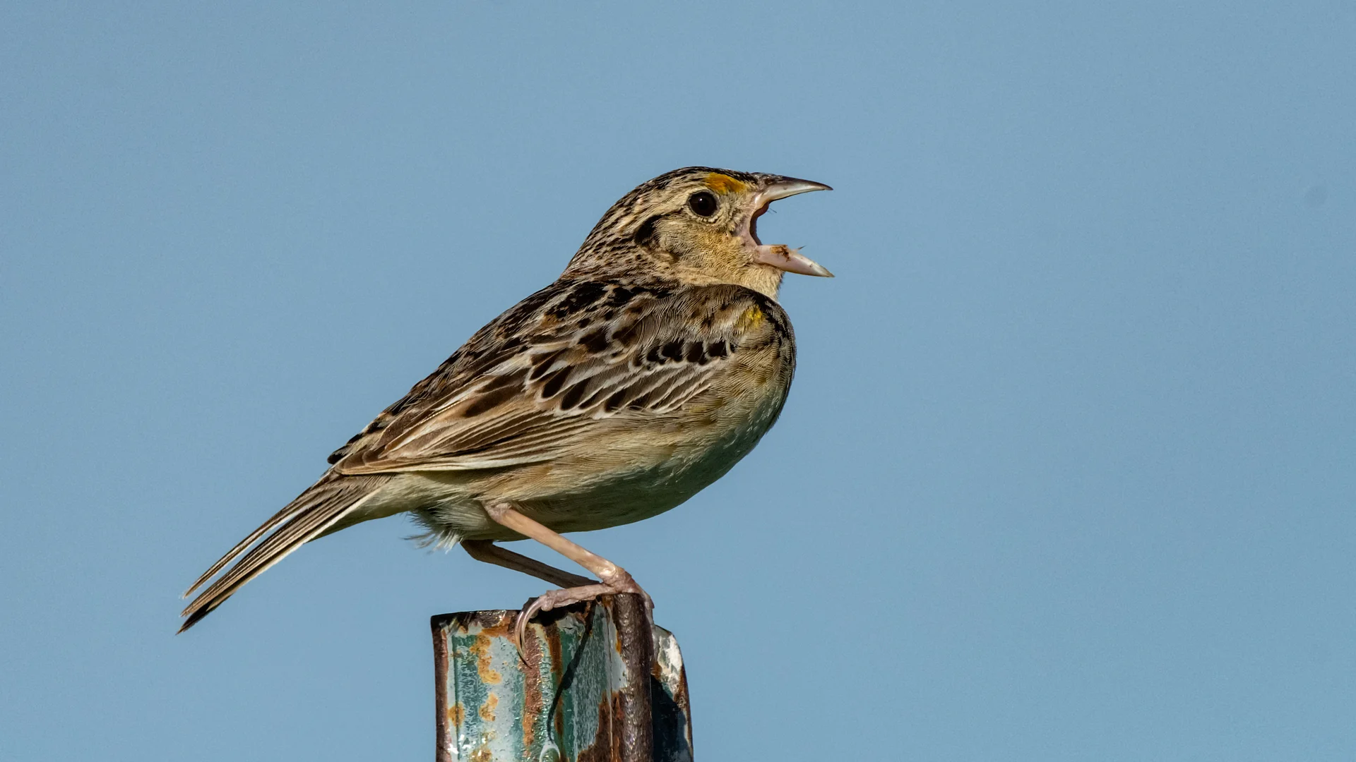 Addendum to Recent Grasshopper Sparrow post