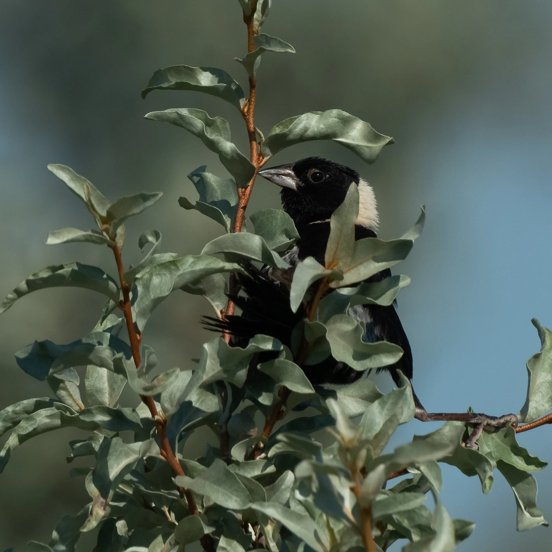 Grassland Birds - Bobolink (Dolichonyx oryzivorus)