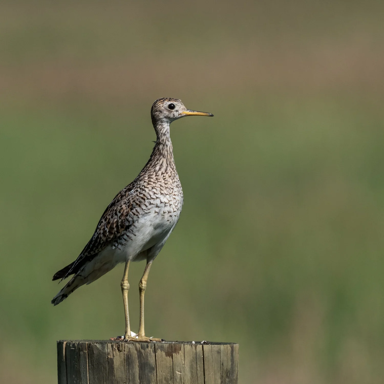 Grassland Birds - Upland Sandpiper (Bartramia longicauda) 
